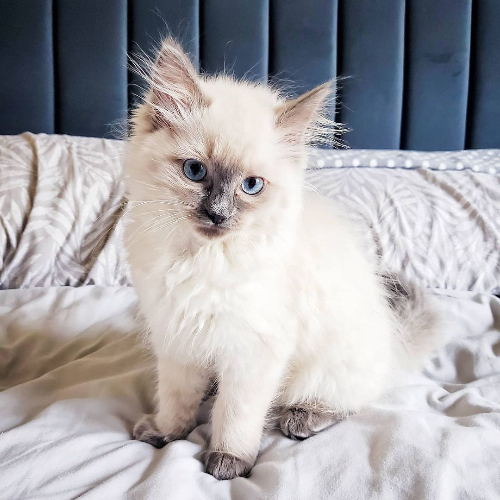Ragdoll Kitten for Sale